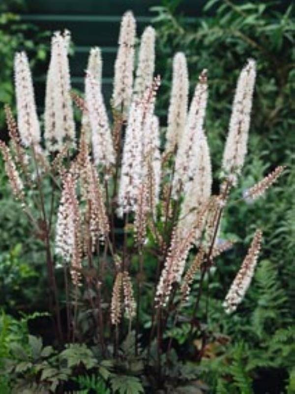 Actea ramosa Atropurpurea