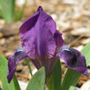 Iris Pumila Atroviolacea
