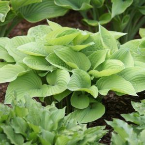 Hosta August Moon
