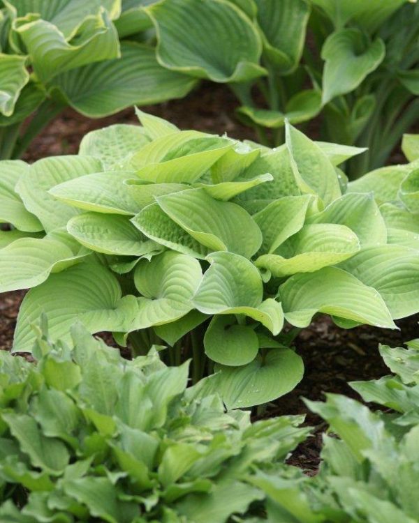 Hosta August Moon