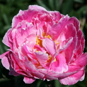 Paeonia  Auguste Dessert