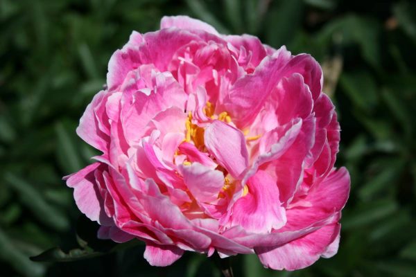 Paeonia  Auguste Dessert