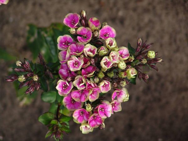 Phlox pan,Neon® Aureole