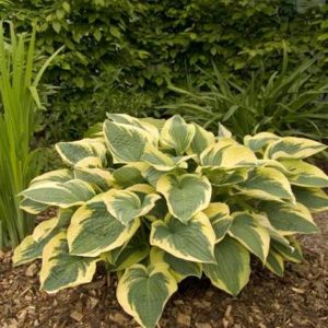 Hosta Austin Dickinson