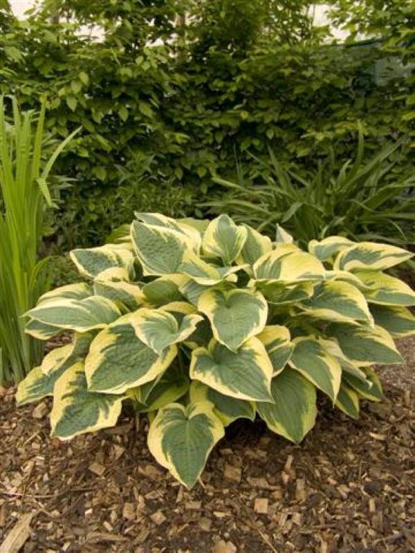 Hosta Austin Dickinson
