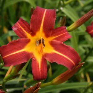 Hemerocallis Autumn Red