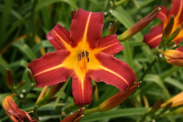 Hemerocallis Autumn Red