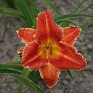 Hemerocallis Avant Garde