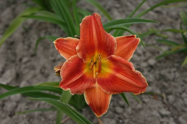 Hemerocallis Avant Garde
