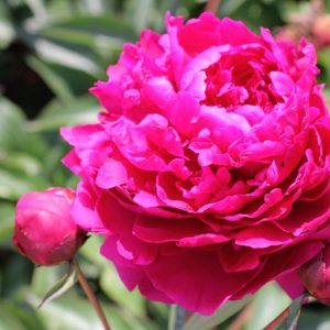 Paeonia  Avis Varner