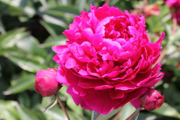 Paeonia  Avis Varner