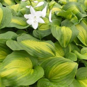 Hosta Avocado