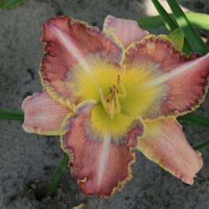 Hemerocallis Awesome Artist