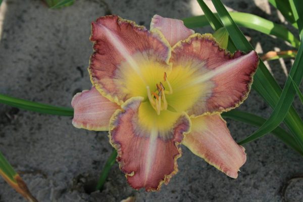 Hemerocallis Awesome Artist