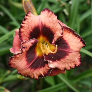 Hemerocallis Awesome Blossom