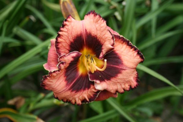 Hemerocallis Awesome Blossom
