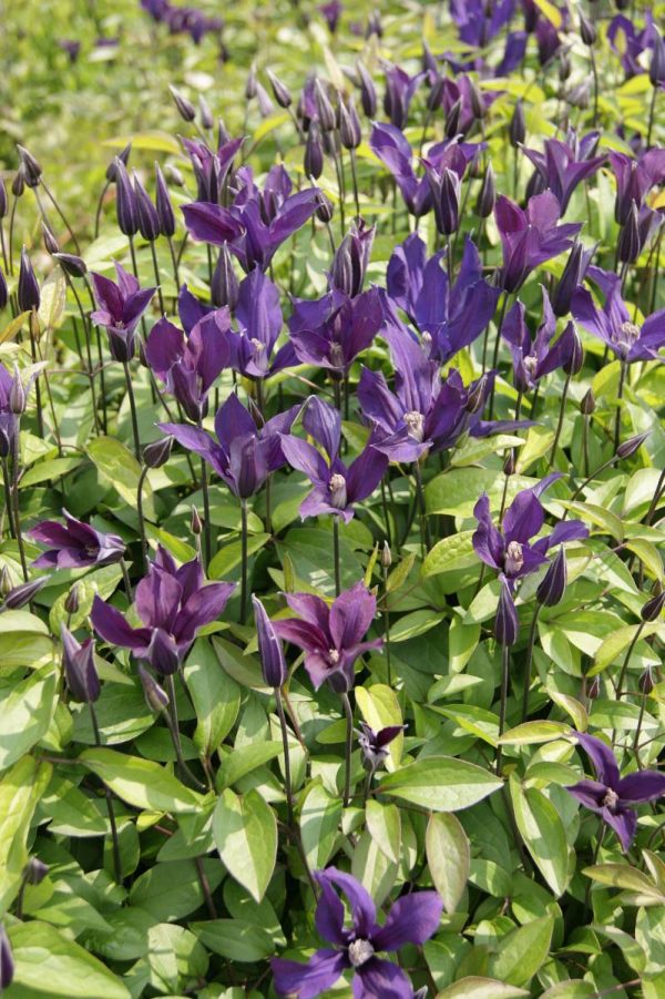 Clematis Blue Ocean®