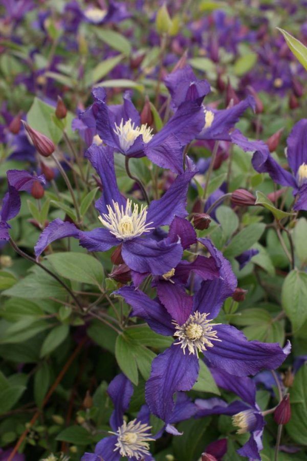 Clematis Blue Pirouette®