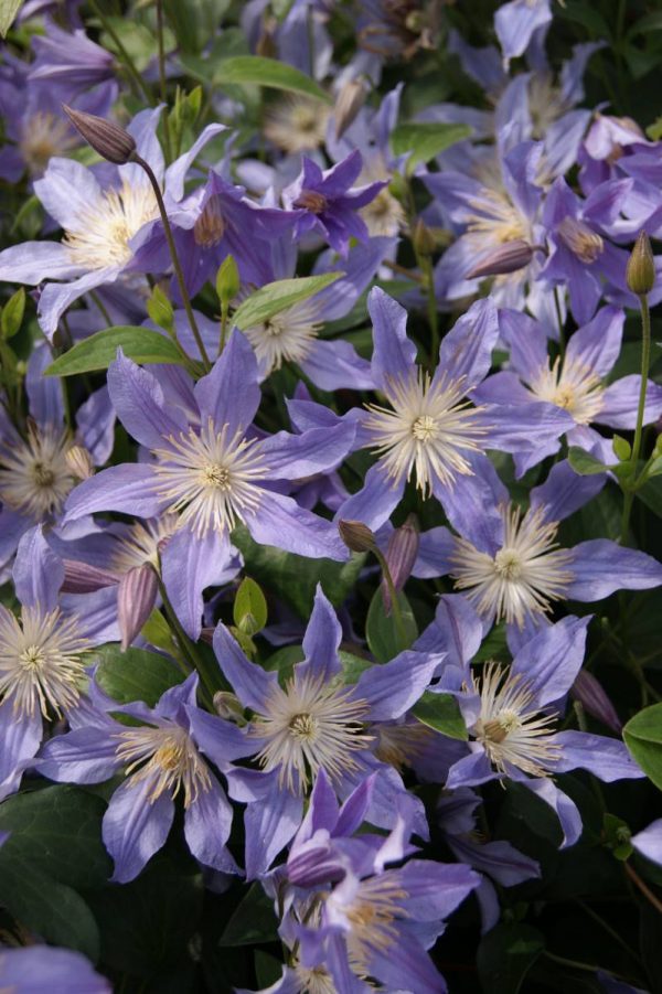 Clematis Blue River®