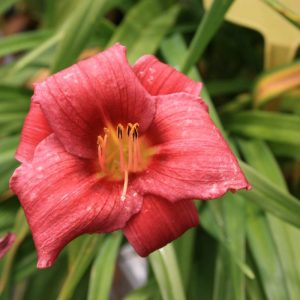 Hemerocallis Baby Betsy