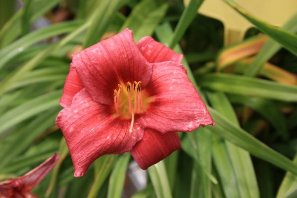 Hemerocallis Baby Betsy