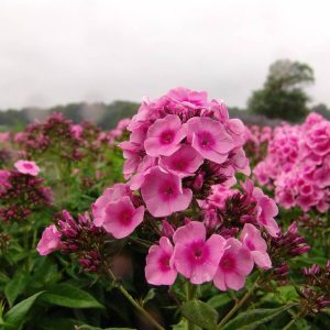 Phlox pan, Baby Face