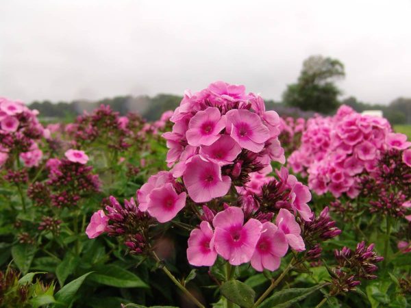 Phlox pan, Baby Face