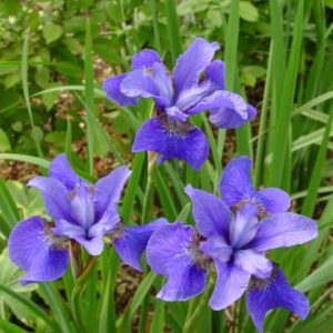Iris sibirica Baby Sister