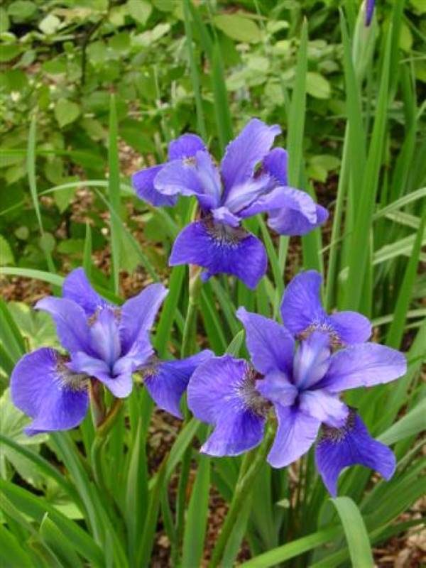 Iris sibirica Baby Sister