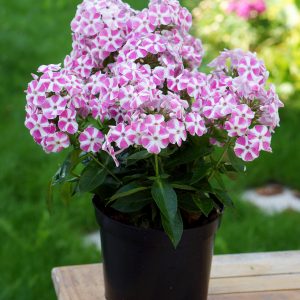 Phlox paniculata Bambini Candy Crush®