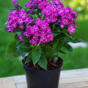 Phlox pan, Bambini Desire®