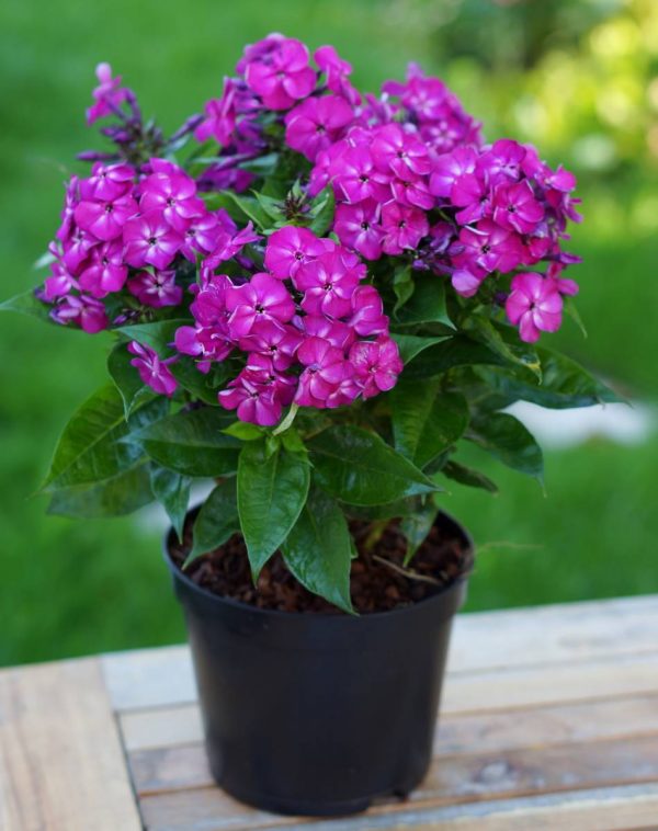 Phlox pan, Bambini Desire®