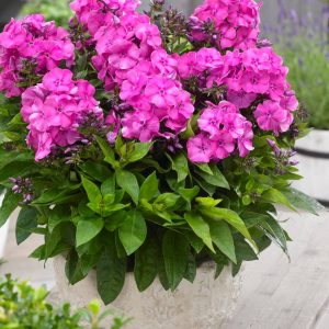 Phlox pan, Bambini Primadonna®