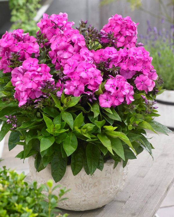 Phlox pan, Bambini Primadonna®