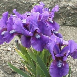 Iris Pumila Banbury Ruffles