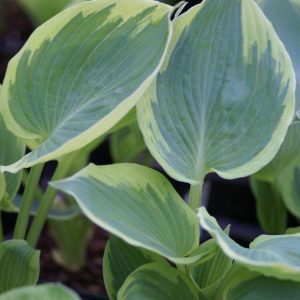 Hosta Band of Gold
