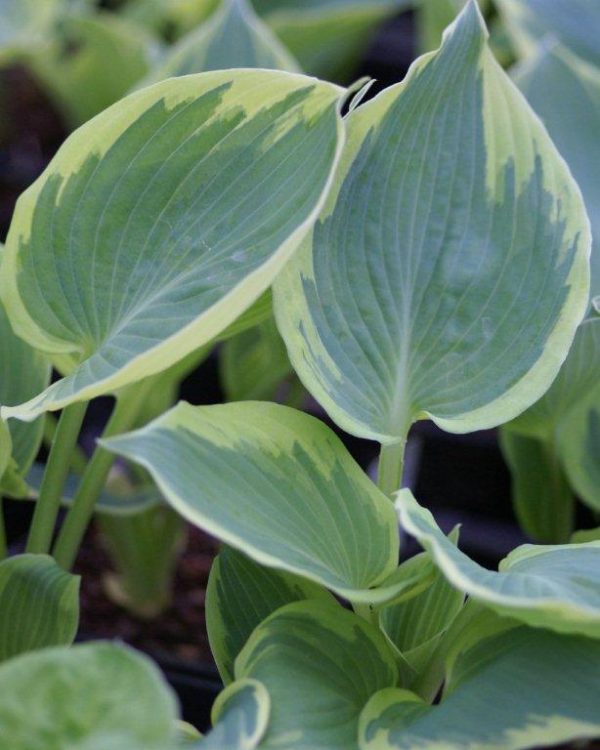Hosta Band of Gold