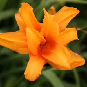 Hemerocallis Bandolero
