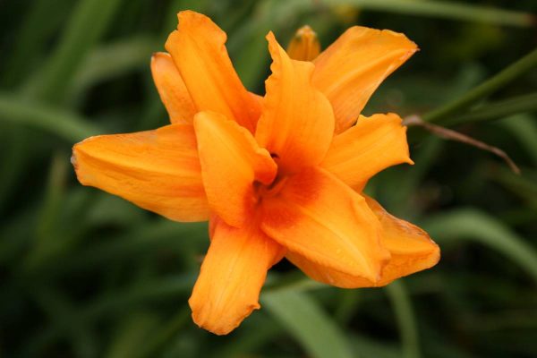 Hemerocallis Bandolero