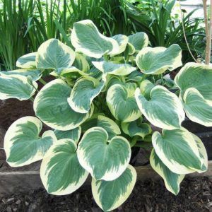 Hosta Barbera Ann