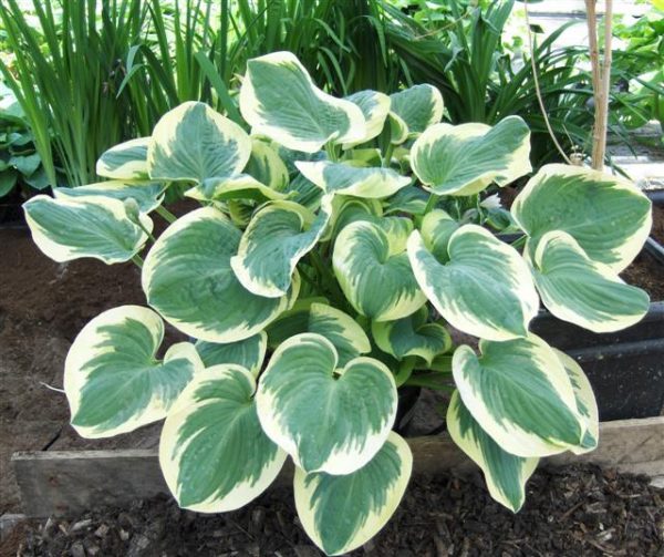 Hosta Barbera Ann