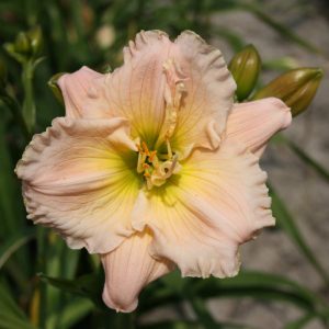 Hemerocallis Barbara Mitchell