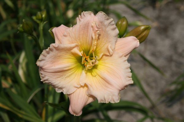 Hemerocallis Barbara Mitchell