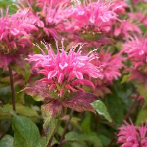 Monarda Beauty of Cobham