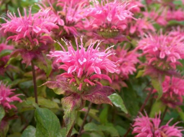 Monarda Beauty of Cobham