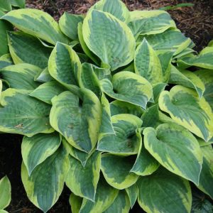 Hosta Bedazzled