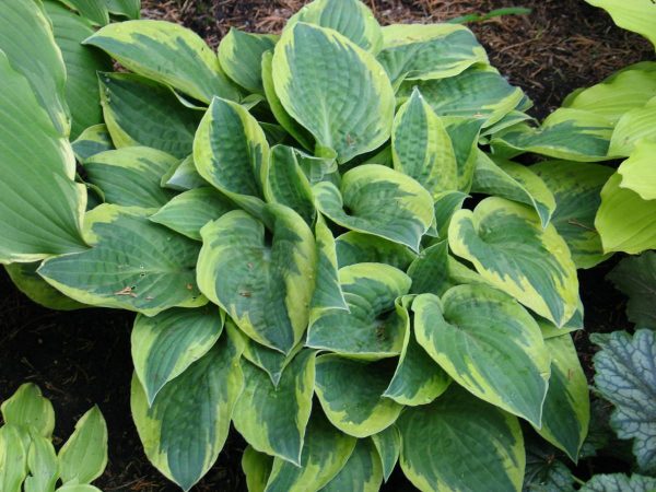 Hosta Bedazzled
