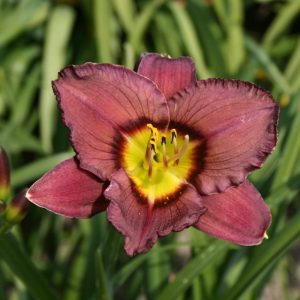 Hemerocallis Bela Lugosi