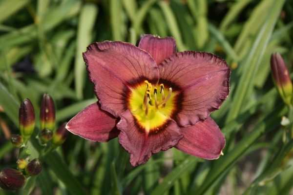 Hemerocallis Bela Lugosi
