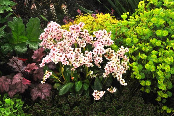 Bergenia Angel Kiss